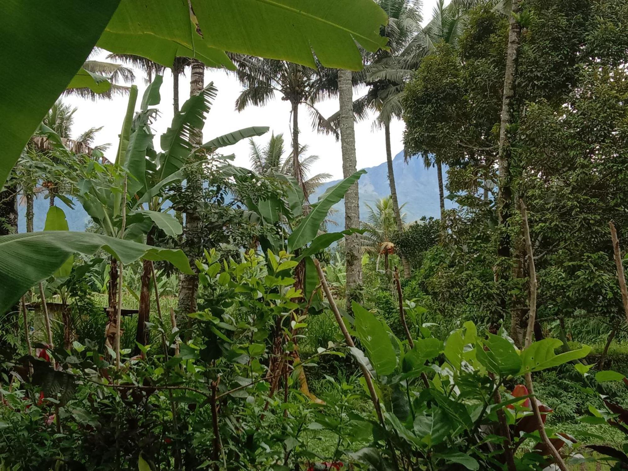 Banana Bungalows Tetebatu Quarto foto